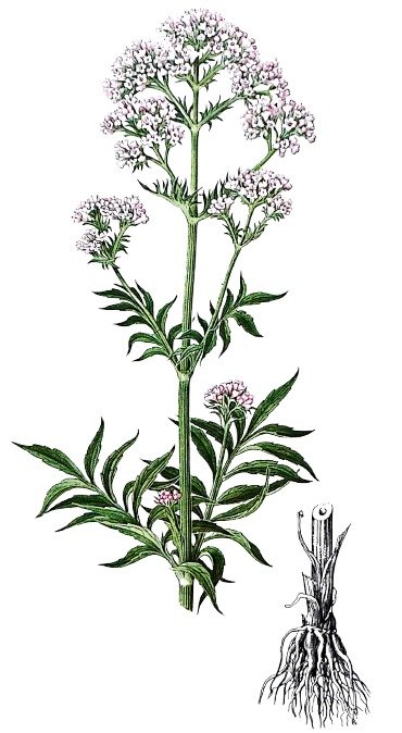 Valériane officinale